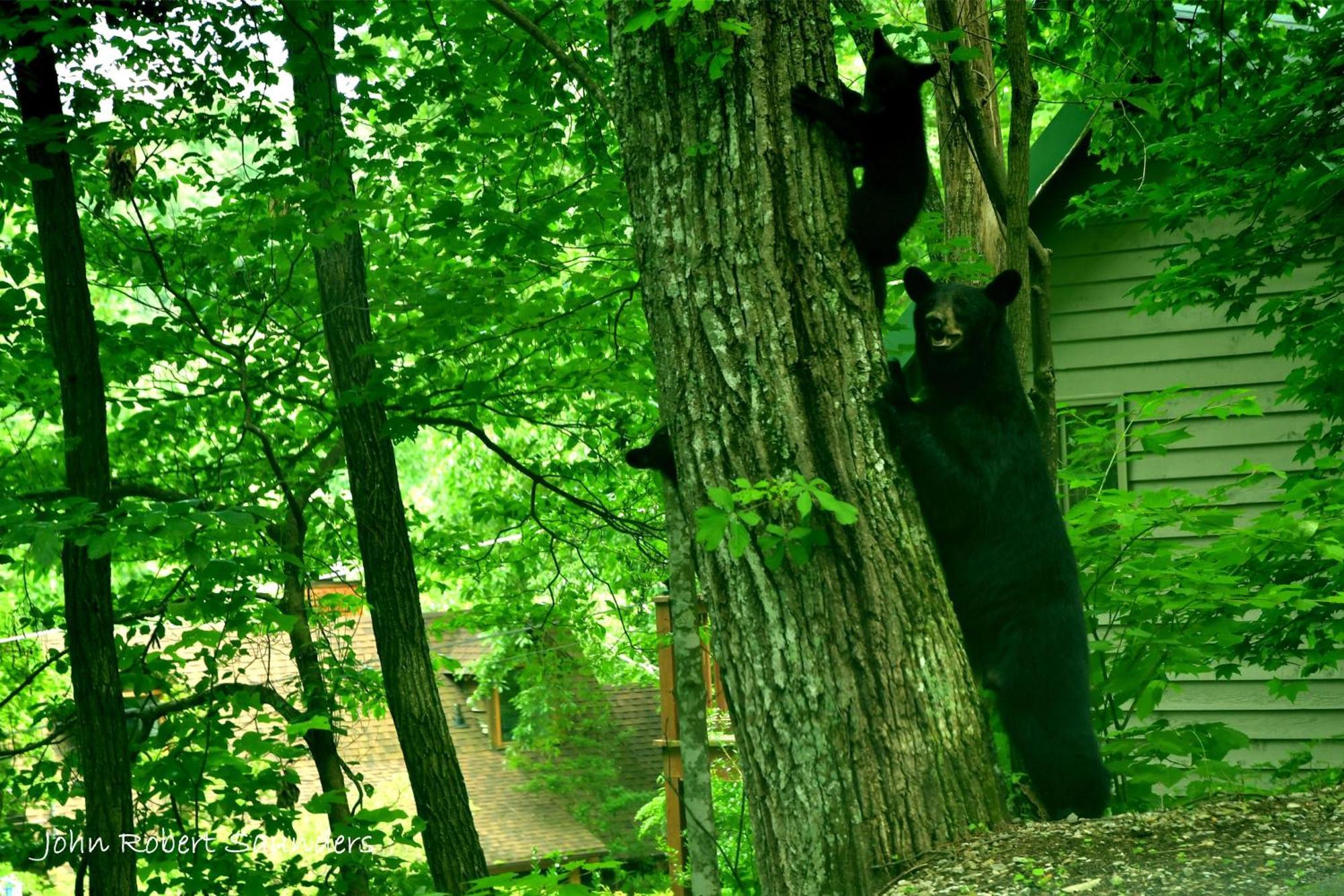 Wild Thing #1525 Βίλα Gatlinburg Εξωτερικό φωτογραφία